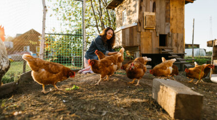 Aménagement de jardin : créez un espace idéal pour accueillir vos poules