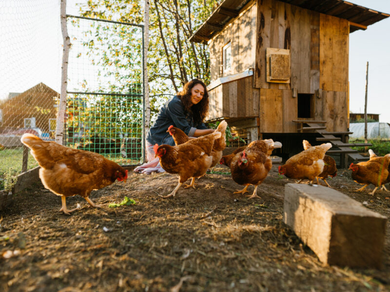 Aménagement de jardin : créez un espace idéal pour accueillir vos poules