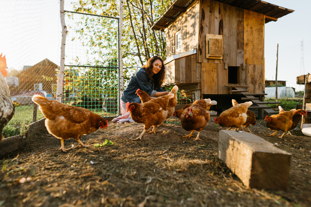 Aménagement de jardin : créez un espace idéal pour accueillir vos poules